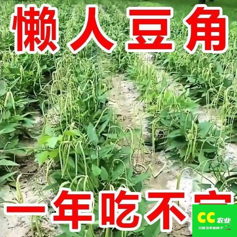 摘不败无架长豆角种耐热长豆角蔬菜种扁豆无筋