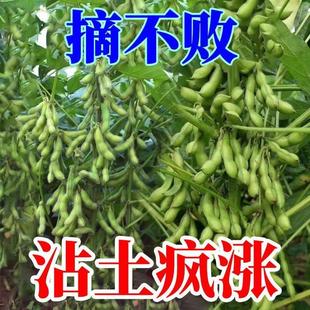 高产早熟60天大粒毛豆种子抗病耐寒优质青毛豆种子春夏播毛豆种籽