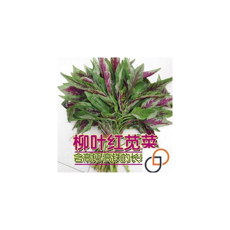 柳叶一点红红苋菜种籽种孑野菜青菜种子四季春夏季秋冬季蔬菜盆栽