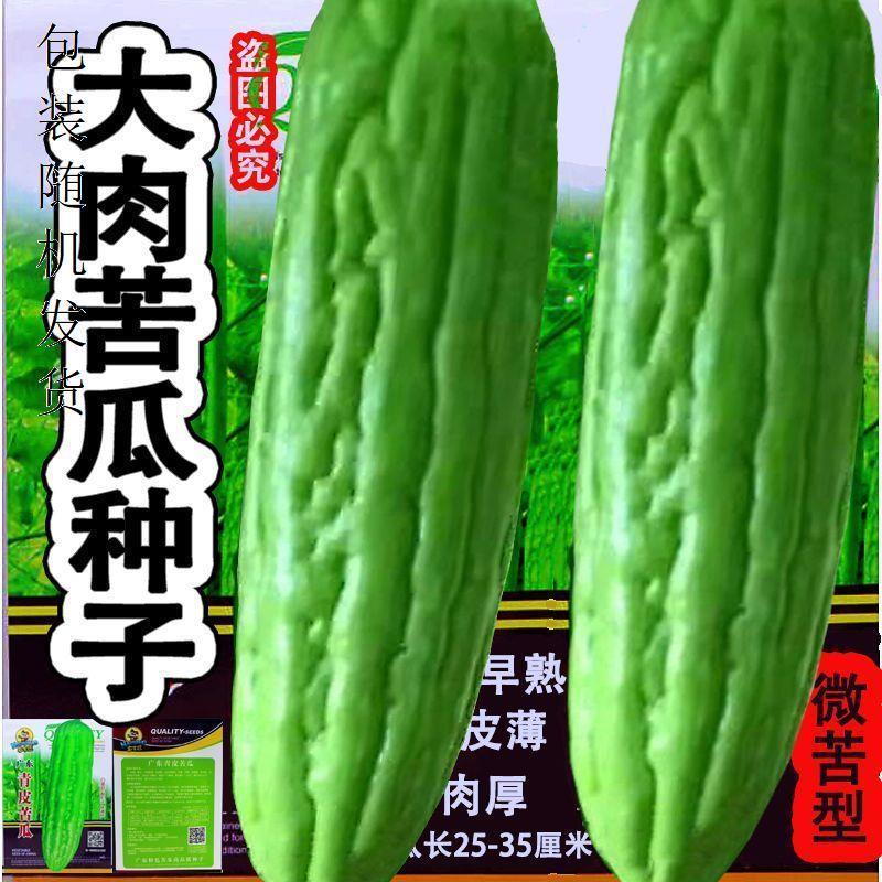 大肉苦瓜种子青皮苦瓜种子绿白皮苦瓜种子早熟耐热高产四季好种子