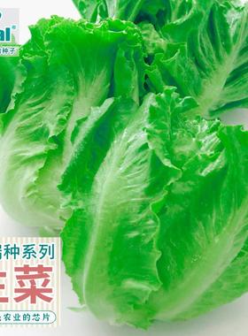 ideal理想农业高端生菜种子四季奶油可生吃耐抽薹生菜种籽蔬菜孑