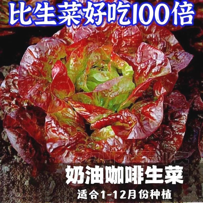 奶油咖啡生菜新鲜蔬菜紫色生菜罗马生菜生吃脆甜蔬菜沙拉菜