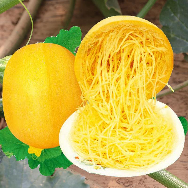 金丝绞瓜南瓜种子天然粉丝南瓜籽种春四季金瓜籽特色种植蔬菜种籽