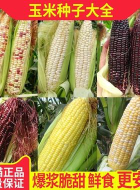黄糯粘玉米种子黄金甜粘糯大棒玉米 糯玉米种子蔬菜种子皮薄糯甜