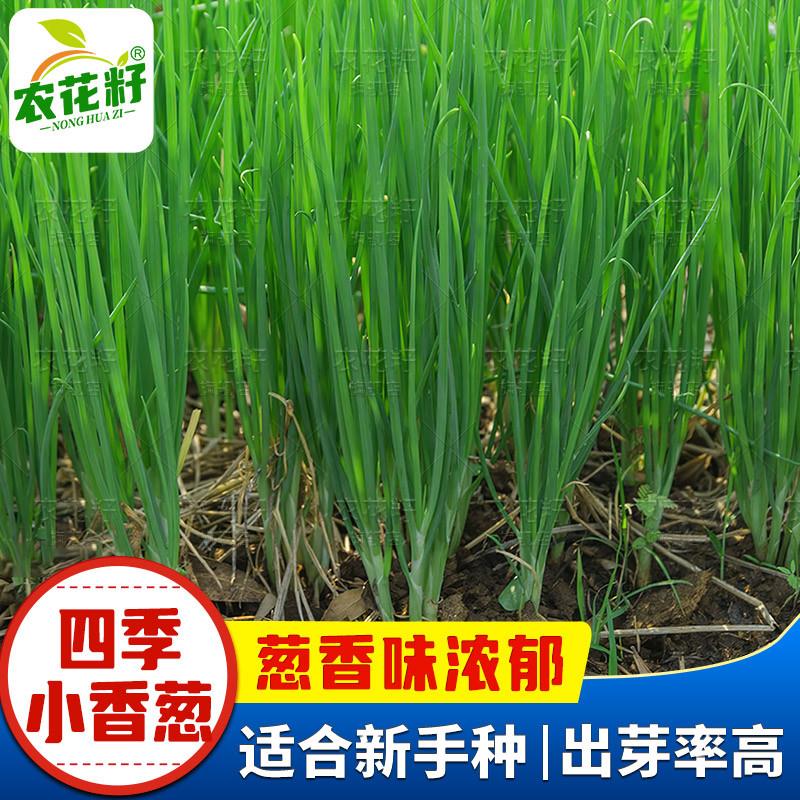 农家四季小香葱种籽南方本地香葱种子盆栽大葱河南分葱籽种籽孑