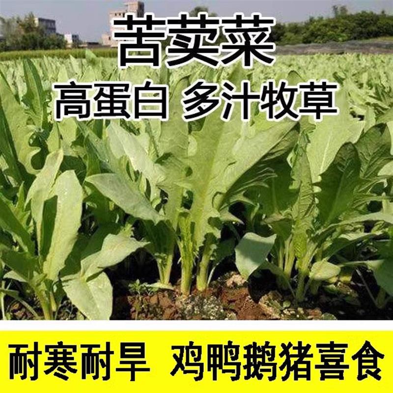 苦麦菜种子多年生苦荬菜种籽鹅菜籽四季苦麻菜喂猪鸡鸭鹅鱼草种籽
