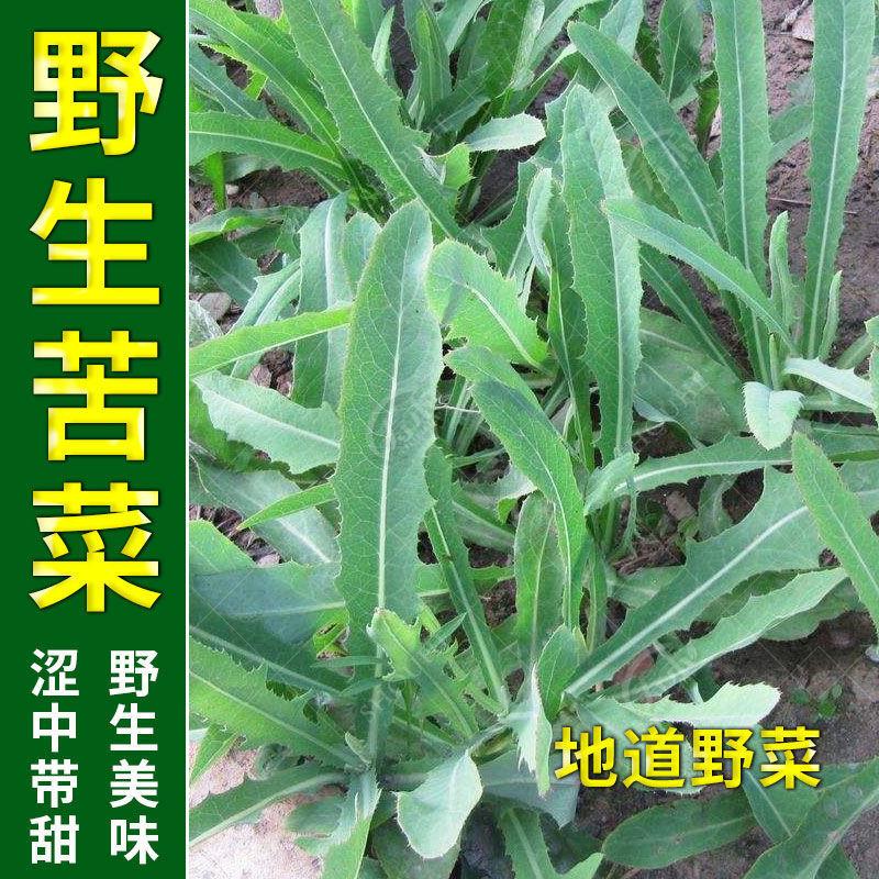 新野生苦菜种子农家野菜曲麻菜苦麦菜特色蔬菜四季播阳台盆栽种菜