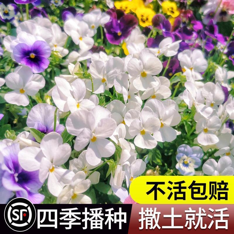 冬季耐寒三色堇花种子 食用小角堇冬天四季开花不断盆栽花籽室外