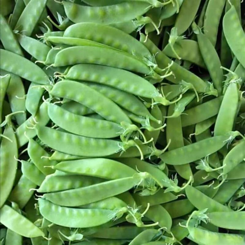 荷兰豆种籽东北油豆角适合冬天种的菜冬寒菜种籽苗各种菜子种子孑