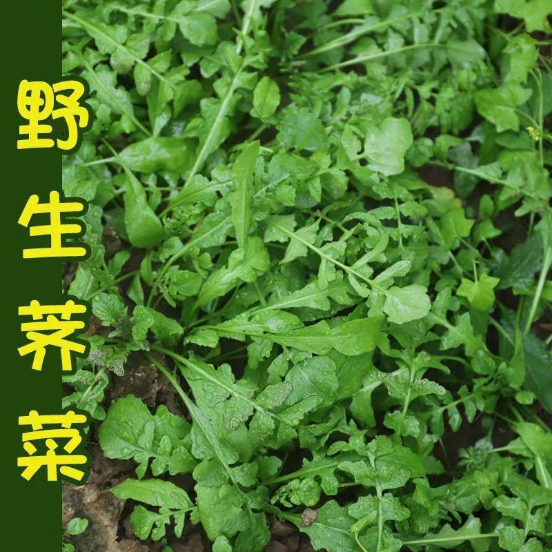 荠荠菜种子农家四季大叶春野菜种籽食用盆栽荠菜种孑青菜籽秋冬播