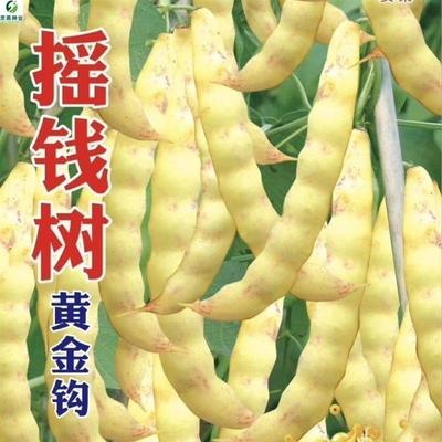 摇钱树黄金钩豆角种子勾勾黄面油豆鼓豆面豆豆角子搭架菜豆角菜籽
