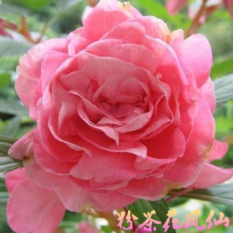 重瓣茶花凤仙花种子指甲花四季庭院阳台