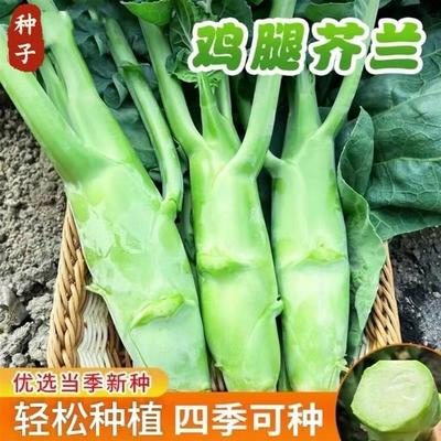 鸡腿芥蓝种子高产易种植四季可播高产鲜嫩可口芥兰种子家庭小菜园