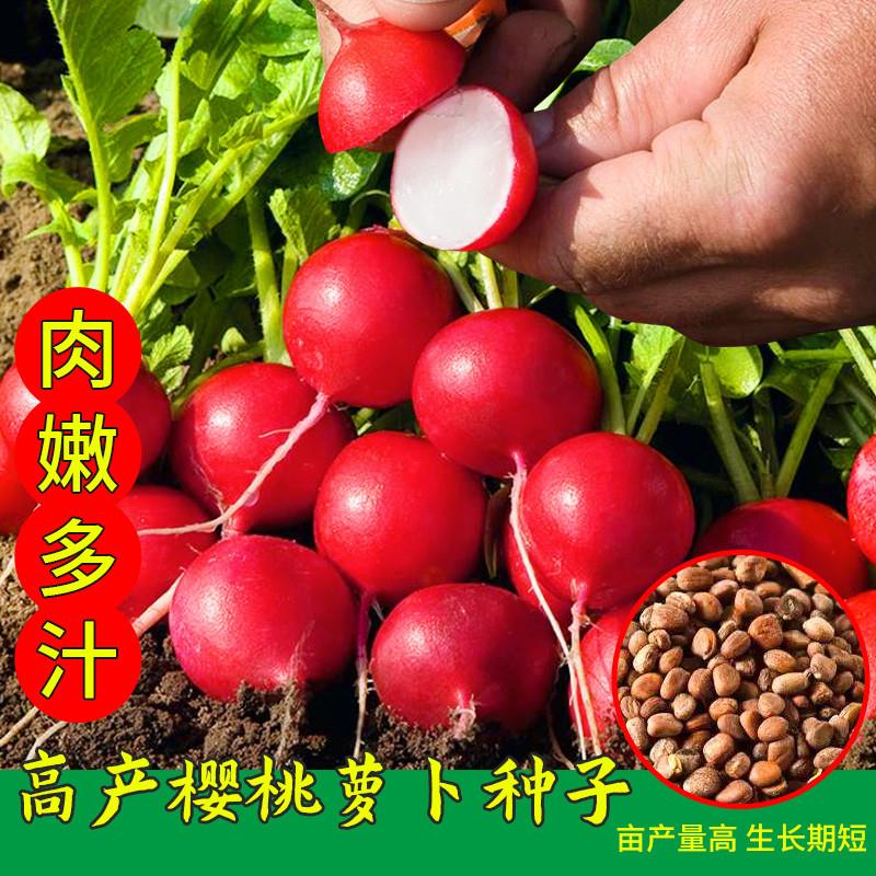樱桃萝卜种籽小水萝卜种子红白小萝卜水果萝卜罗卜大全蔬菜种籽孑