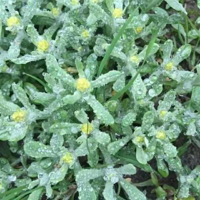 鼠曲草种子鼠曲草粑粑黄花艾清明菜佛耳草田艾棉菜水牛花野菜