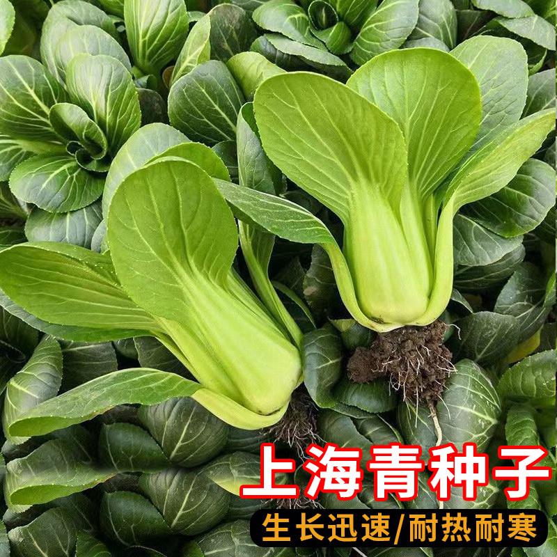 上海青种子小青菜四季蔬菜高产小白菜鸡毛菜油麦菜孔雀菜心种子籽