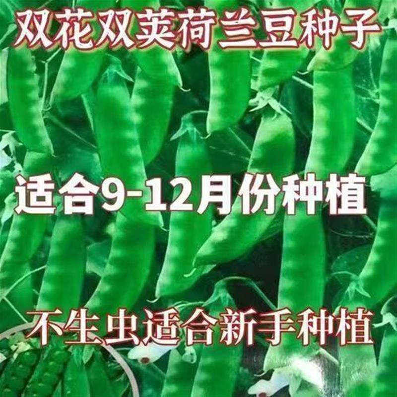 软荚荷兰豆种子春夏四季播种大荚菜豆豌豆豆角种籽农家蔬菜种籽