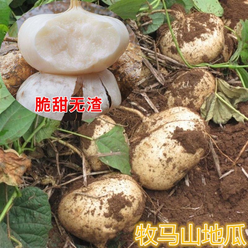 早熟牧马山地瓜种子凉薯水果地瓜种籽高产大田阳台盆栽蔬菜种孑苗