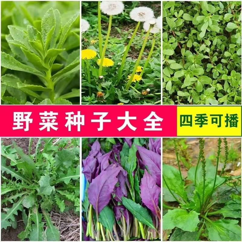 野菜种子籽大全蔬菜苦菜荠菜蒲公英茴香荆芥苋菜冰菜紫苏马齿苋