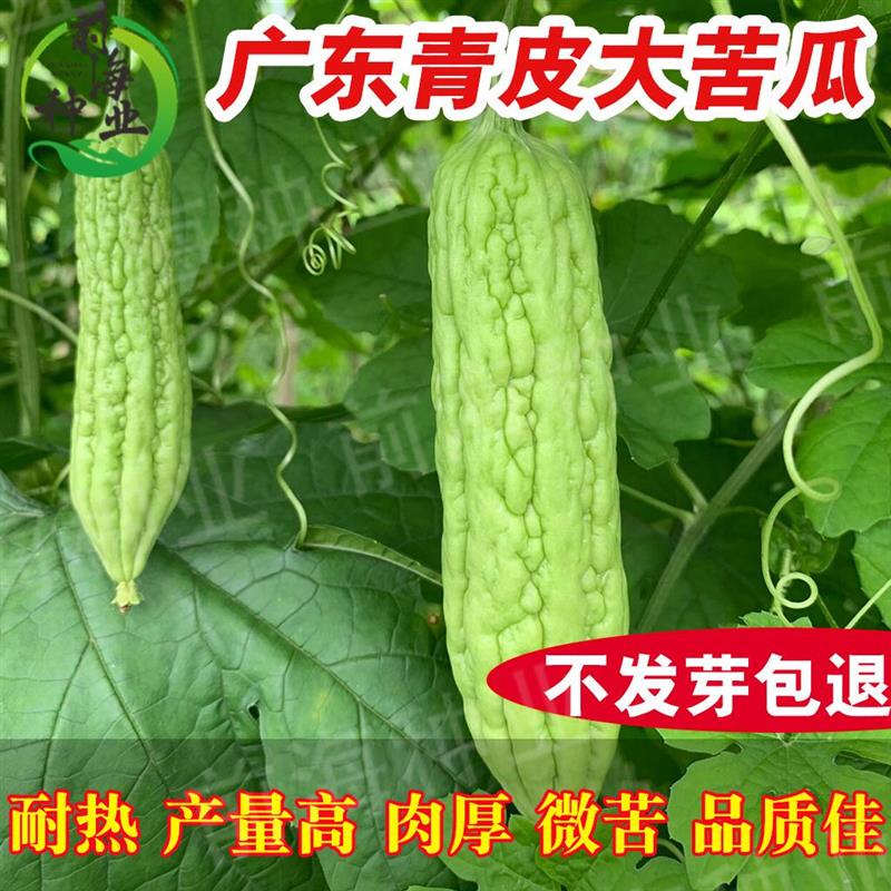 大肉苦瓜种子四季播长绿苦瓜籽阳台家庭盆栽抗病瓜果蔬菜种子高产
