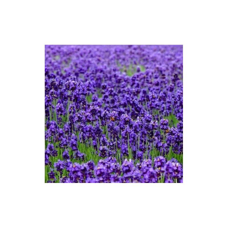 浓香驱蚊虫薰衣草花籽香草花卉种孑花种籽子四季易活庭院耐寒耐旱