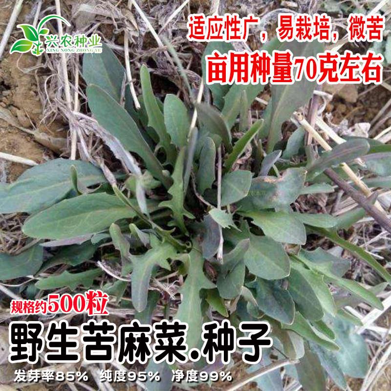 野生苦麻菜野菜种子 菜园阳台苦麻菜苦菜种子四季盆栽野菜青菜籽