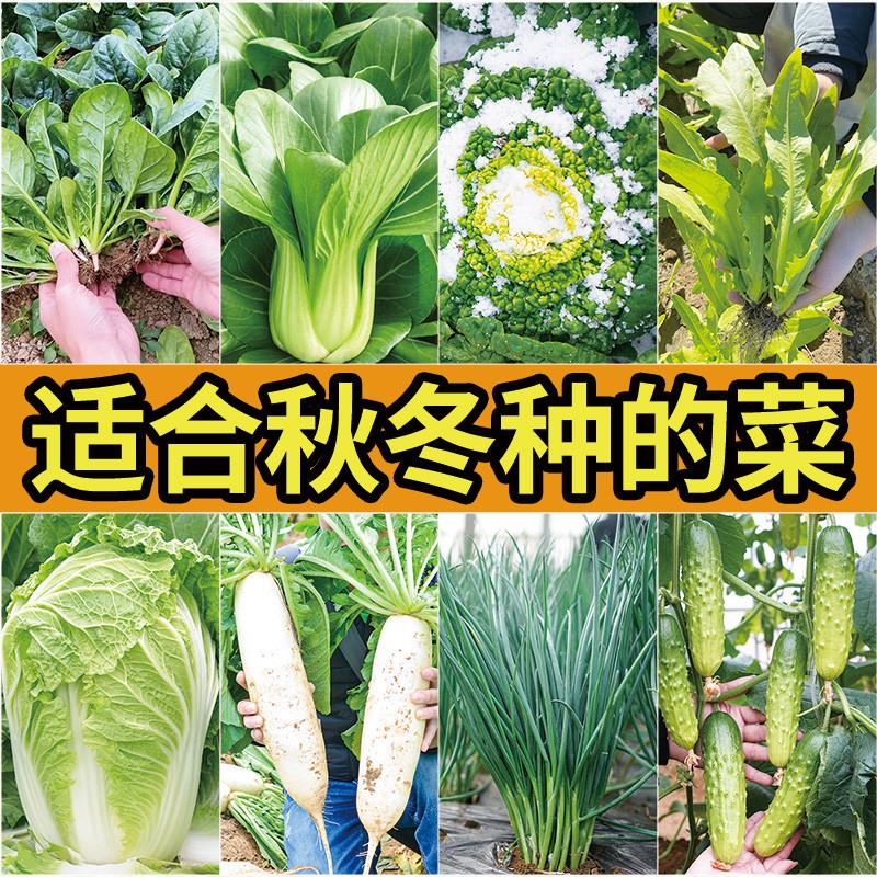 生菜菠菜白菜种子四季南方青菜种籽大全秋冬季菜种春季阳台蔬菜孑