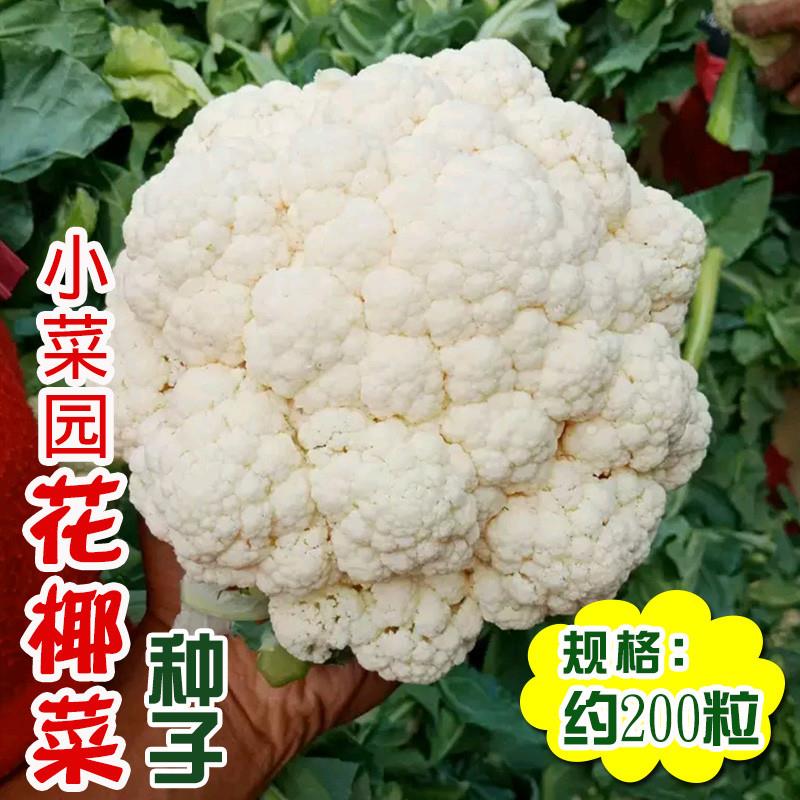 蔬菜种子西兰花 花椰菜 绿菜花种子 四季播包邮 易种庭院阳台大田
