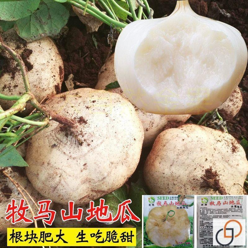 水果地瓜种子凉茹牧马山地瓜沙葛凉薯种籽早熟高产水果瓜蔬菜种子