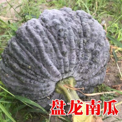 盘龙南瓜种子疙瘩南瓜菜园采摘观光园观赏春夏秋冬季菜籽禾之元种