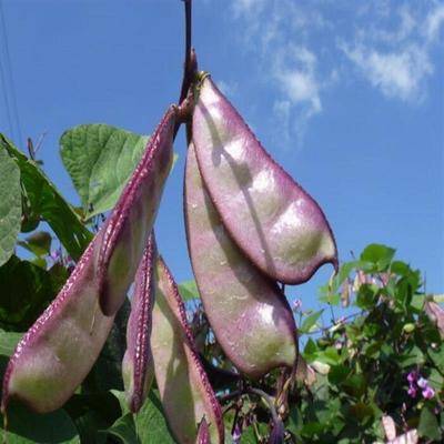 紫边眉豆种子大肉边边红扁豆角好吃易种爬藤高产农家四季蔬菜种籽