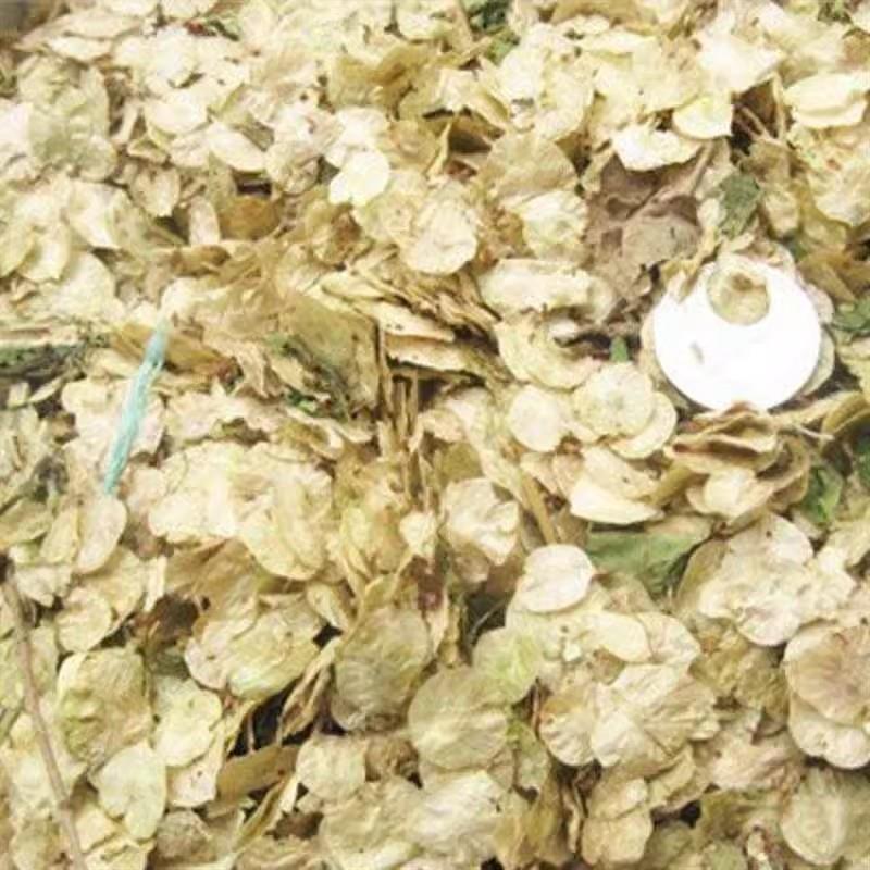 榆树种籽榆树墙榆树的种子白榆树种子榆树钱金叶榆榔榆种子