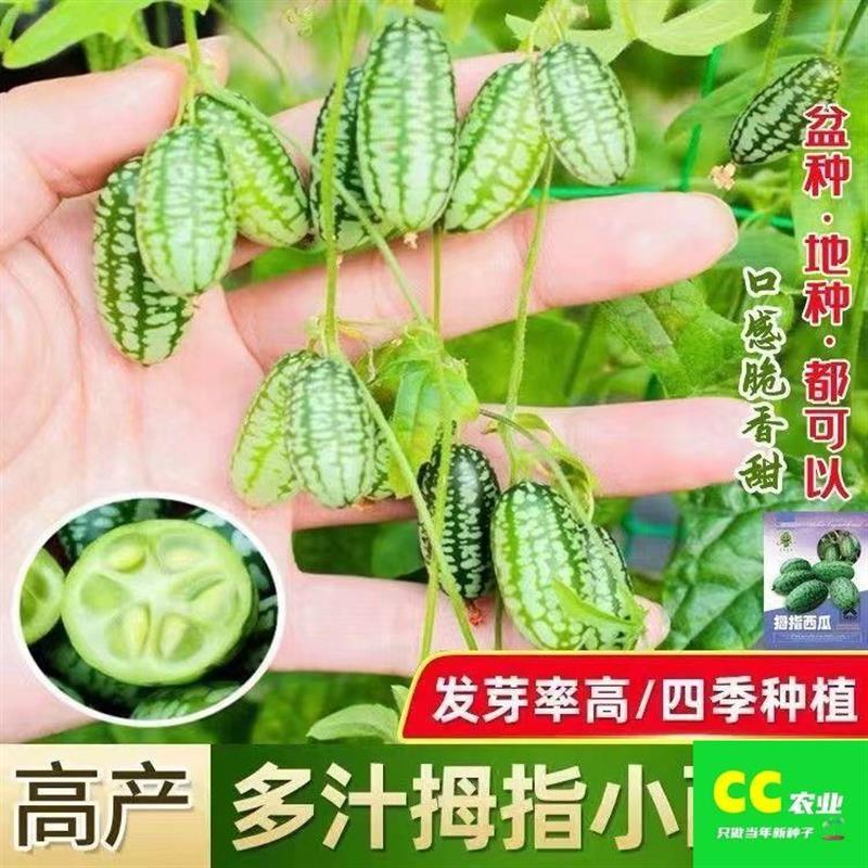 拇指西瓜种子四季高产皮也能吃迷你西瓜大田庭院阳台盆栽水果种子