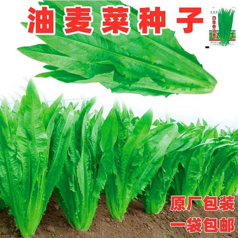 油麦菜种子大叶耐热四季农家阳台盆栽油麦苦菜大颗青菜蔬菜种籽