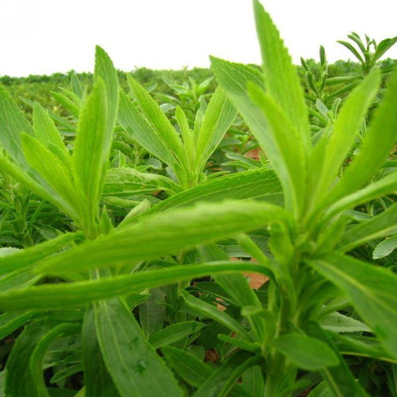 甜叶菊种子甜菊香草甜菊叶花草茶阳台花卉原生纯种四季特菜蔬菜籽