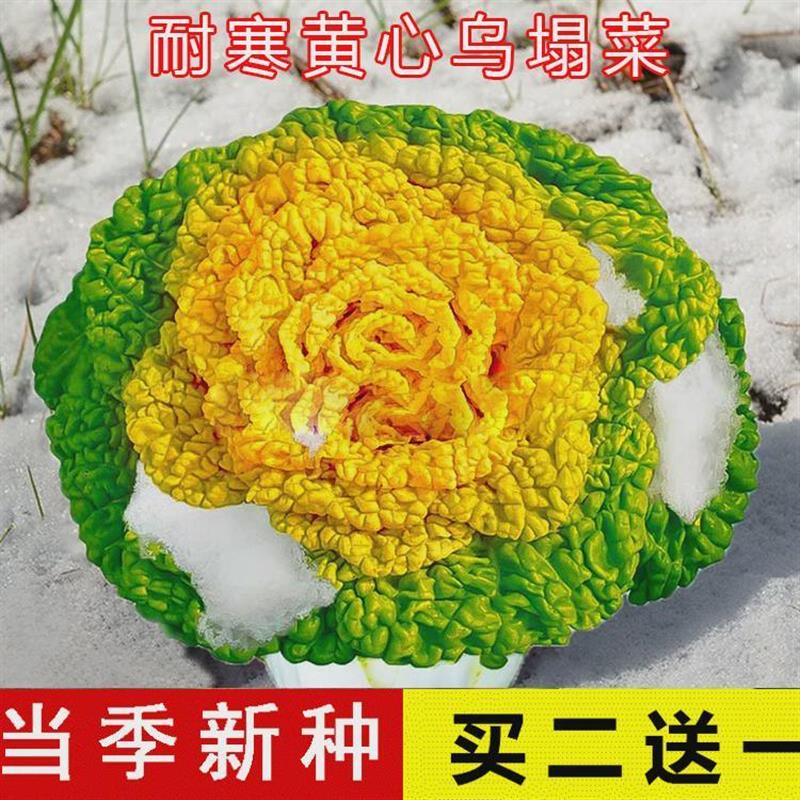 四季耐寒奶油黄心乌塌菜种子黄金乌塔青菜子大全蔬菜种籽春秋冬季