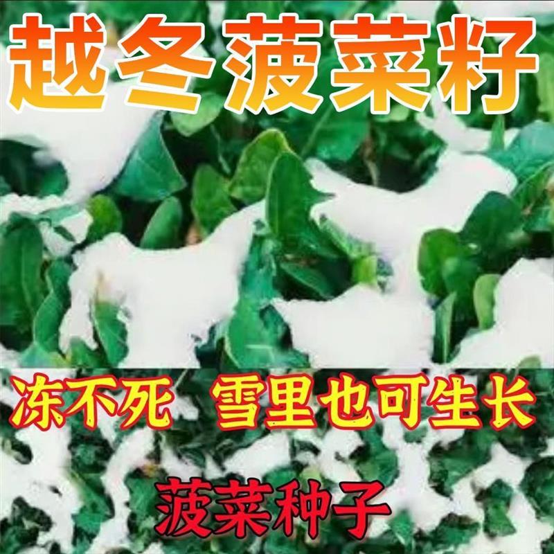 雪里埋菠菜种子秋冬耐寒菠菜大叶红根厚肉耐抽薹四季蔬菜种子大全