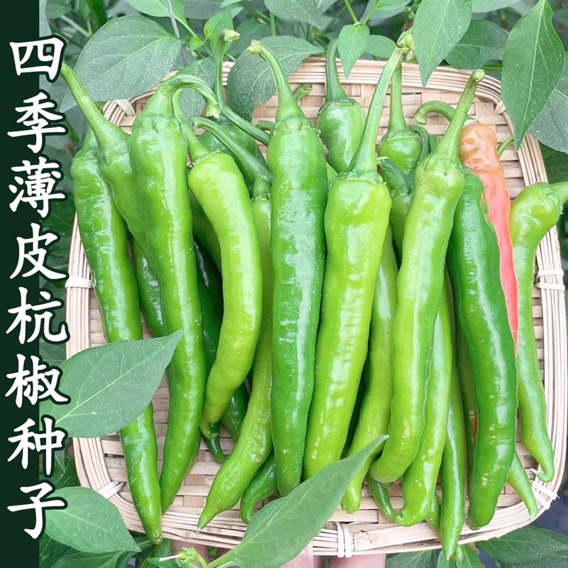 杭椒种子微辣薄皮辣椒种子线椒种籽四季盆栽春季夏秋季蔬菜种子孑