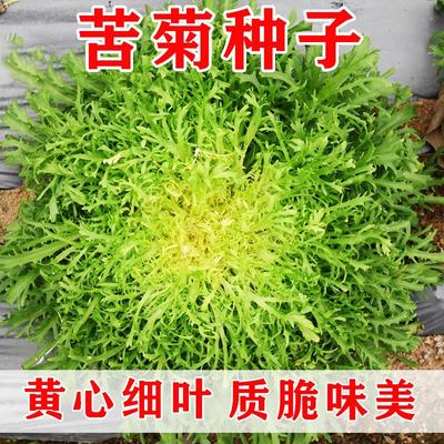 苦菊种子苦苣菜种籽黄心细叶花叶苦菊菜籽种耐寒四季播蔬菜种籽孑