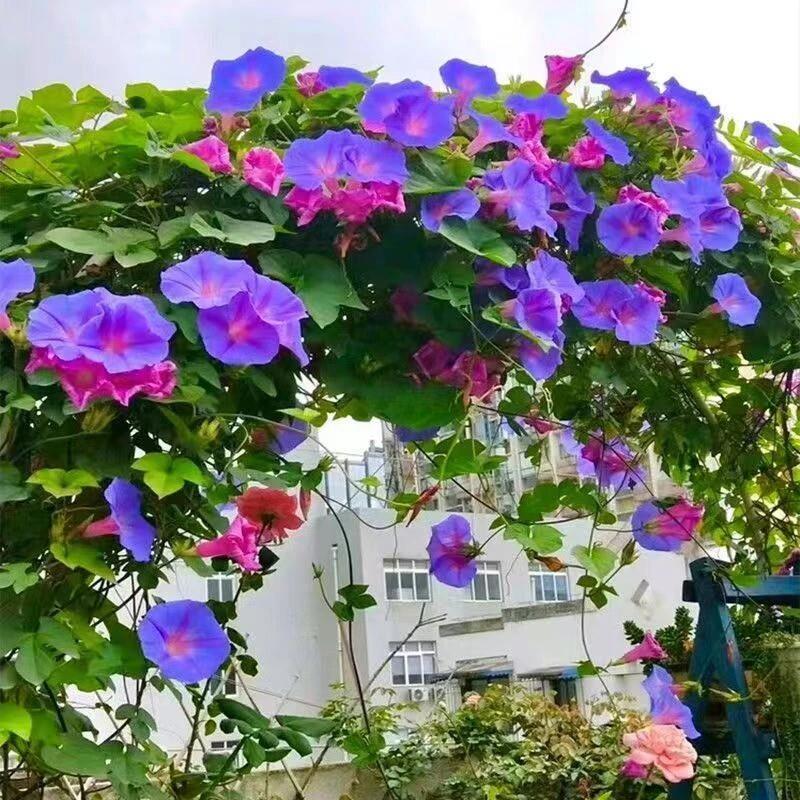 大花牵牛花种子特大号喇叭花爬墙爬藤室内庭院盆栽四季易活花种子