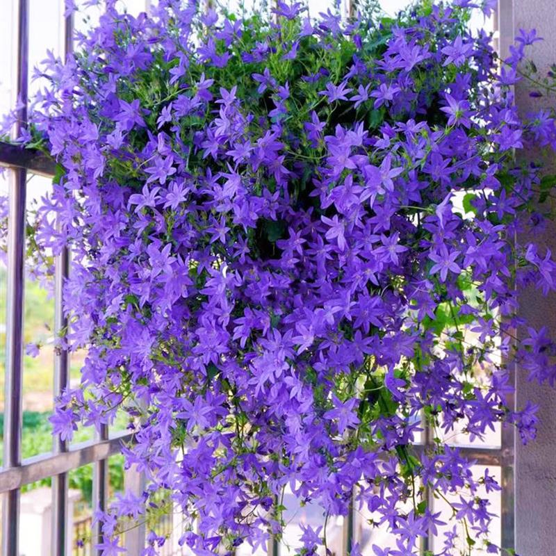 垂吊风铃花种子四季易活开花花籽盆栽花卉室外阳台庭院花种籽子孑