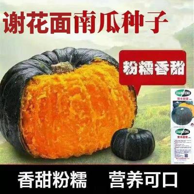 正宗甜栗南瓜种子东北窝瓜籽谢花面南瓜板栗瓜四季菜种蔬菜种子