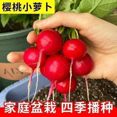 耐热小红萝卜种子杨花樱桃萝卜种籽春夏四季速生水果萝卜种孑大全