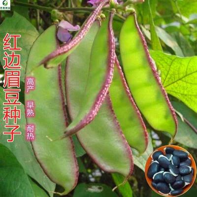 紫边眉豆种子茶豆角梅豆角扁豆高产早熟春秋阳台盆栽四季蔬菜籽孑