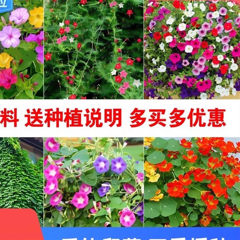 牵牛花种子喇叭花室外爬藤爬墙花卉四季播种开花盆栽易活花种籽孑