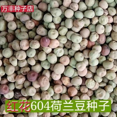 604荷兰豆种子生吃脆甜红花菜豌豆种子菜麦豆高产秋冬蔬菜种子