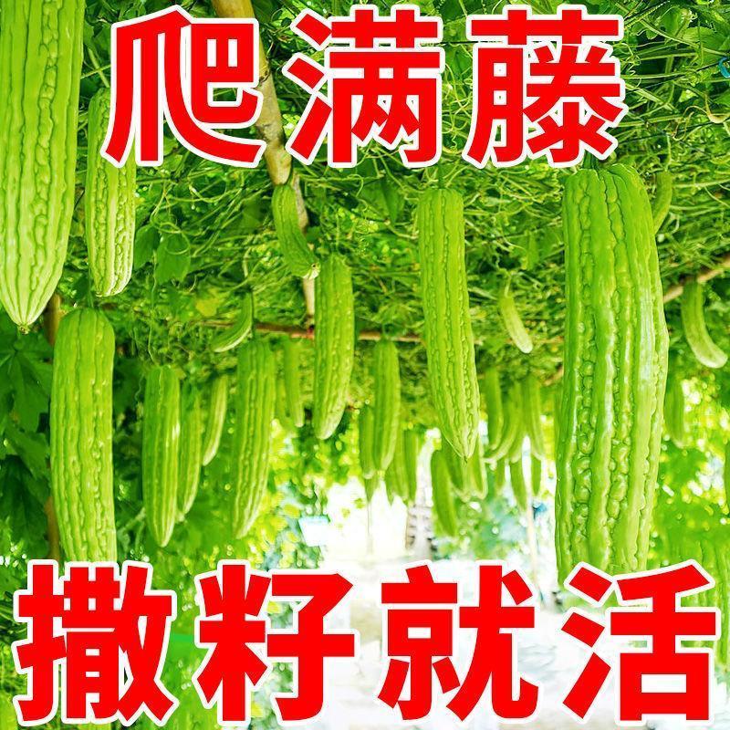 苦瓜种子花卉盆栽高产疙瘩绿长绿苦瓜籽种子四季庭院种植蔬菜种子