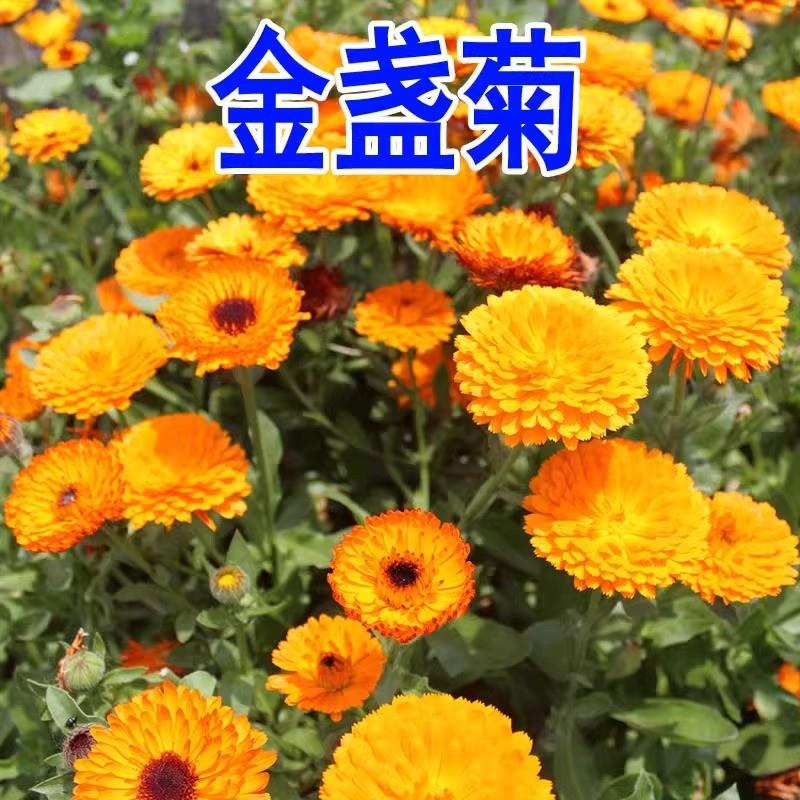 金盏菊种子矮生长生菊花种籽室内盆栽多年生花草庭院花卉四季耐寒