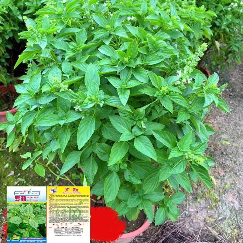 九层塔种子食用香草金不换四季播甜香罗勒种籽苗阳台盆栽蔬菜种孑