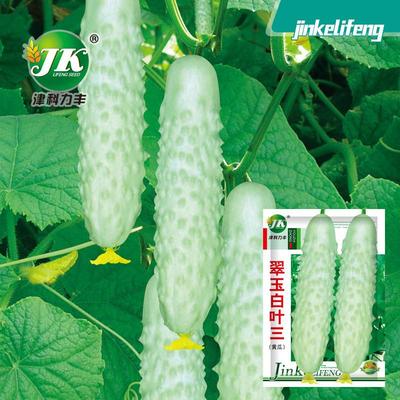 白黄瓜种子白叶三爬藤春秋播种家庭小菜园种籽易种瓜果蔬菜籽种孑